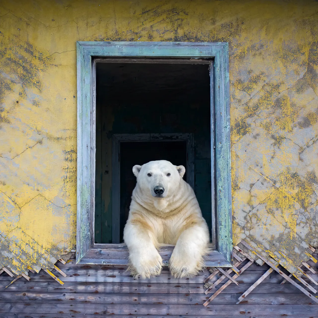 See 11 of the Best Wildlife Photographs From Years Past