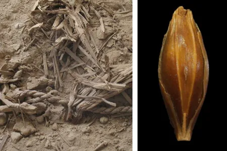 Right: Photograph during excavation exhibiting excellent dry preservation of plant remains Left: A well-preserved, desiccated barley grain found at Yoram Cave.
