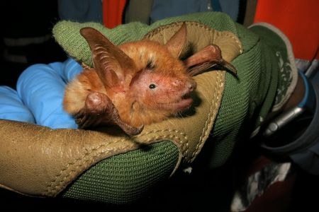 Myotis nimbaenis was named for the Nimba Mountains where it was found.