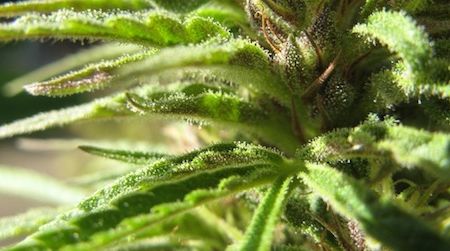 By altering levels of the naturally-occurring chemical kynurenic acid in the brain, scientists made marijuana’s active ingredient THC less pleasurable, leading monkeys to voluntarily consume 80 percent less of it.