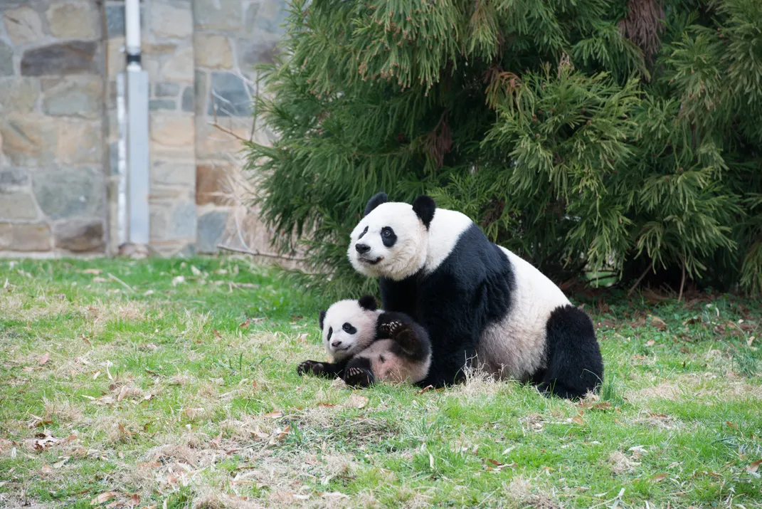 Mei Xiang and Bao Bao, a female cub born in 2013