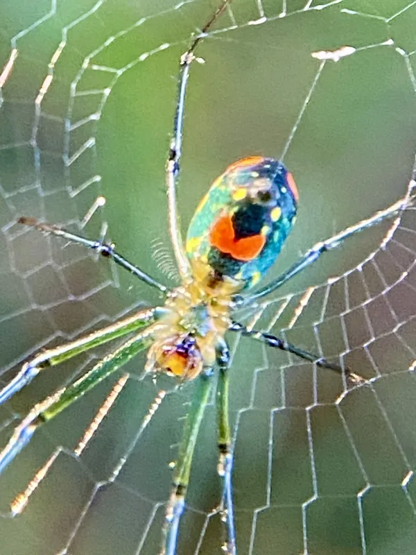 Mabel Orchard Spider while out on morning walk thumbnail