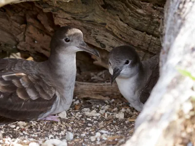 Wedge-tailed shearwaters surprised scientists by showing up after rats were eradicated on Tromelin Island&mdash;a place, in the Indian Ocean, where the seabirds hadn&rsquo;t been documented breeding before.