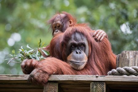 Orangutan mothers waited an average of seven minutes before alerting infants to a potential predator's presence