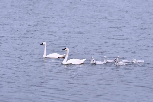 Proud Family Out For A Swim thumbnail