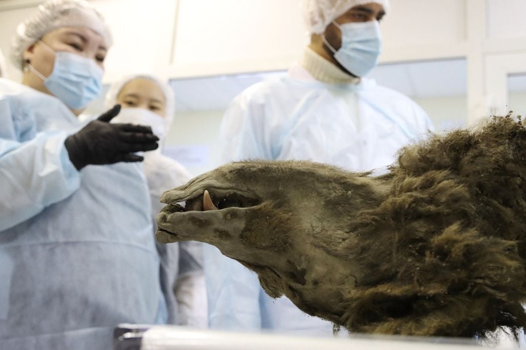 Upside-down mummified bear snout with researchers in lab coats and masks