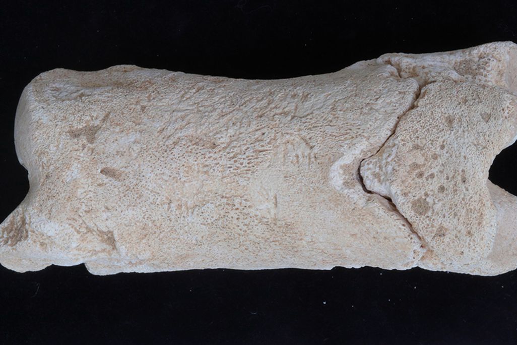 whistle made of cow bone copy.jpg