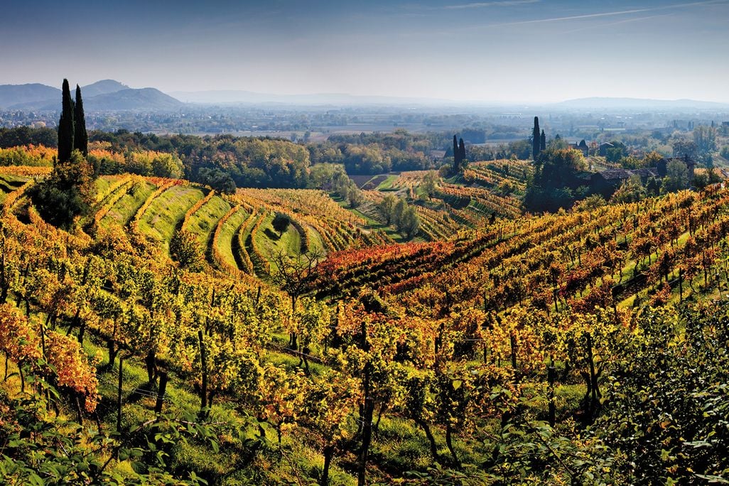 Friuli vineyard