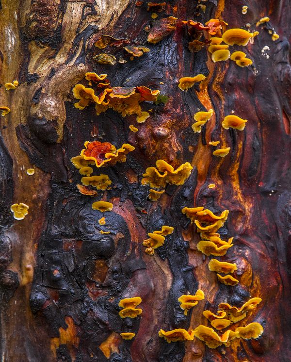 Fungus on arbutus tree trunk. thumbnail