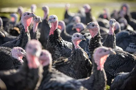 Farms have been processing their heritage turkeys earlier to keep them small.