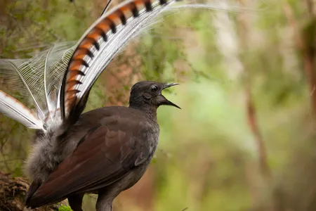 A male superb lyrebird

