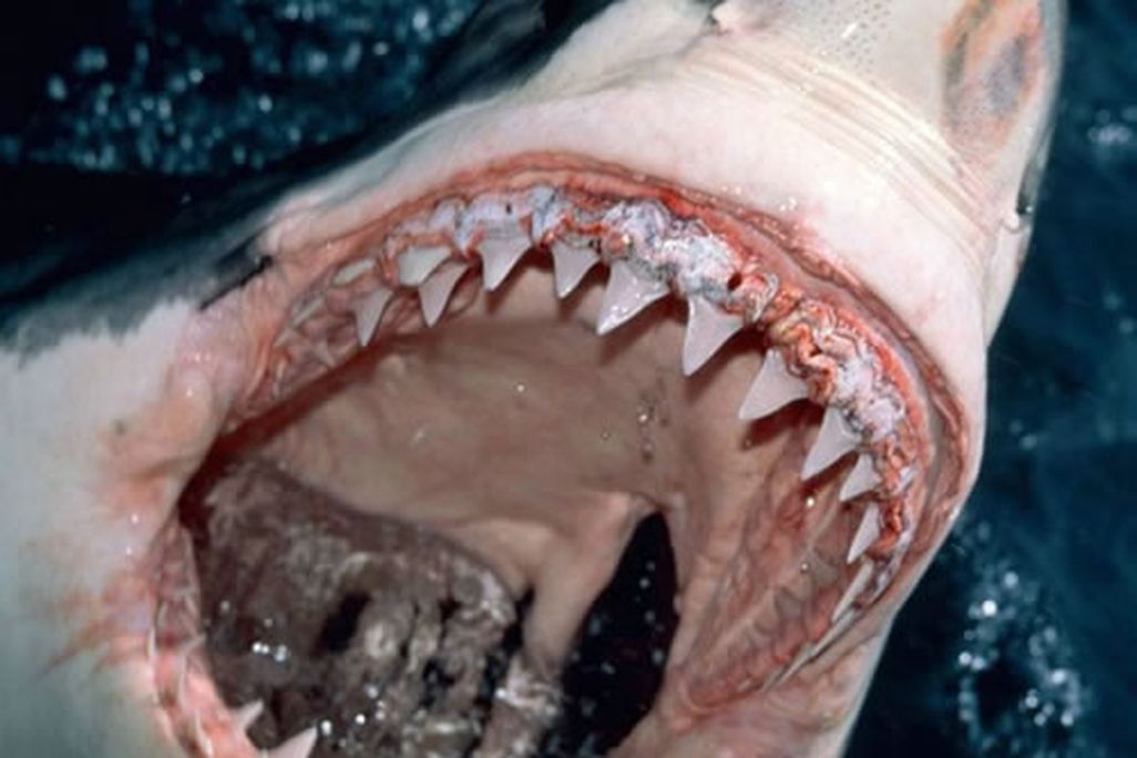 20120727112006shark.jpg