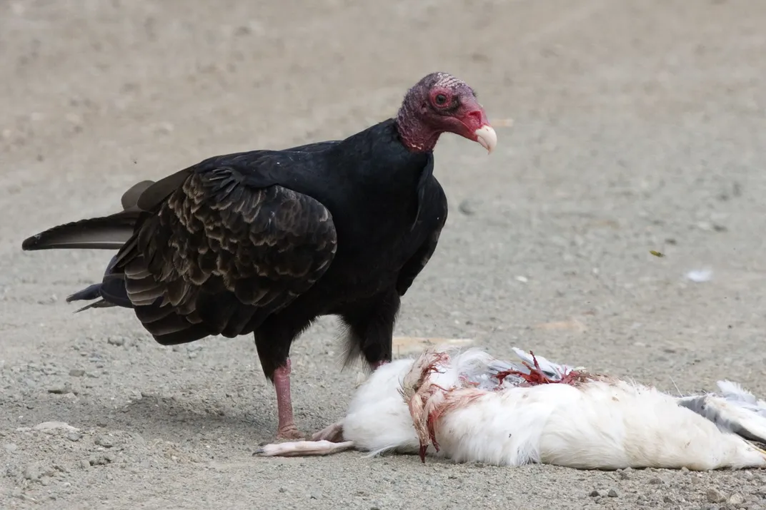 Turkey Vultures Have a Keen Sense of Smell and Now We Know Why