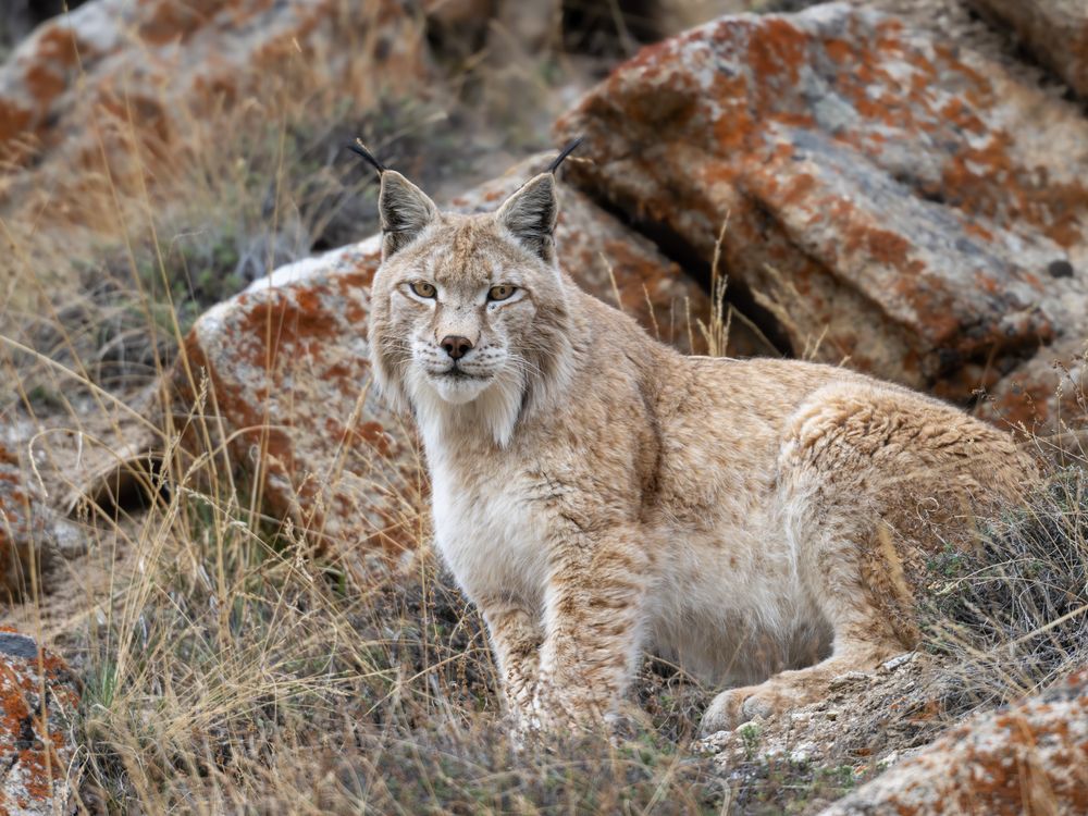 The Watchful Gaze: A Moment of Connection | Smithsonian Photo Contest ...