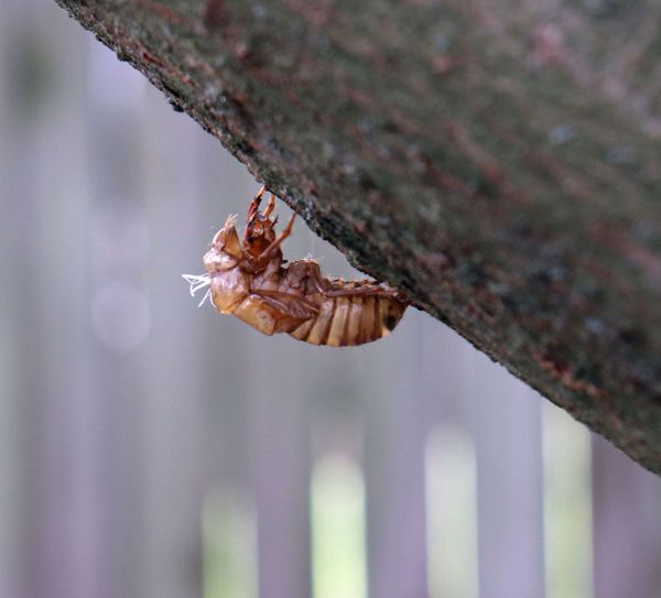 Brood X Cicada Shell on Maple Tree thumbnail