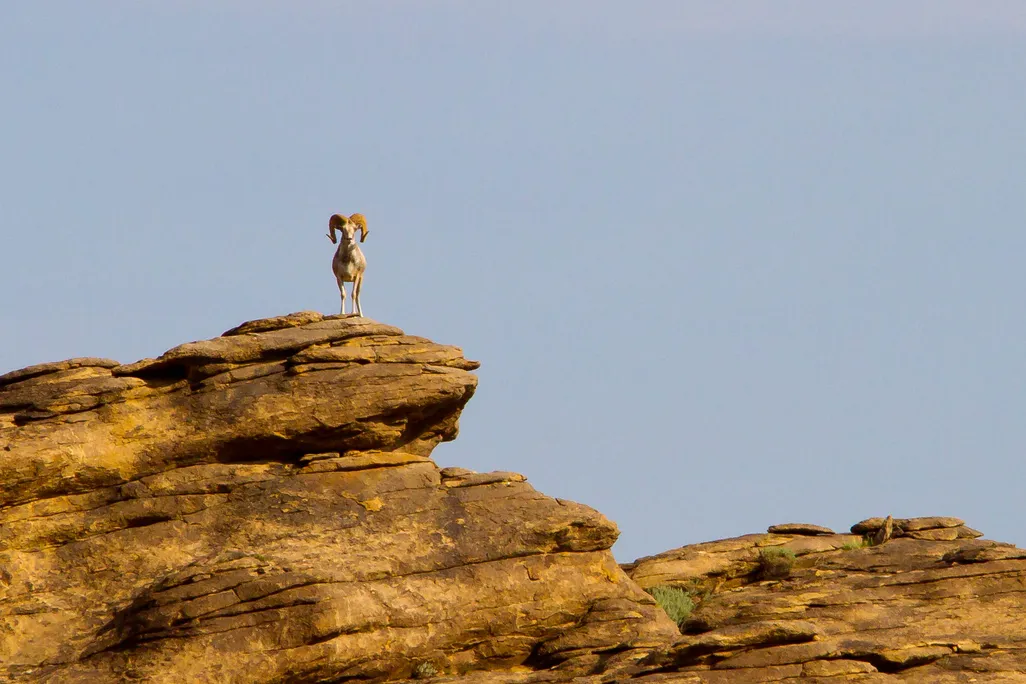 Argali sheep
