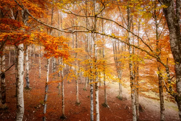 Morning among the beech trees thumbnail