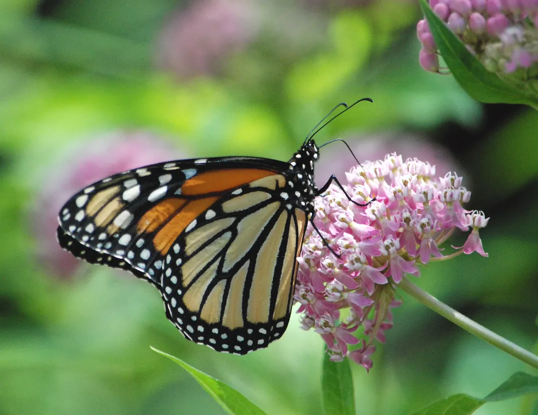 a monarch on a pink milkweed flower
