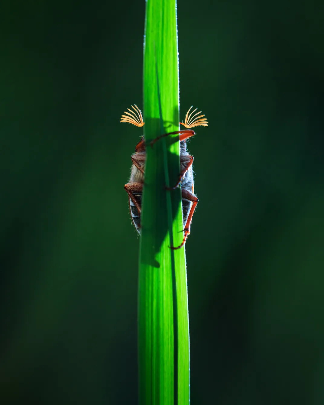 a beetle's legs are visible around the edges of a green reed