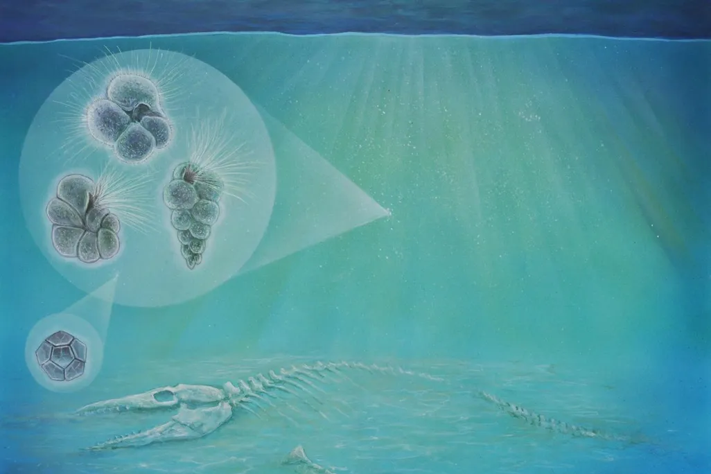An illustration of a dead animal underwater and smaller organisms