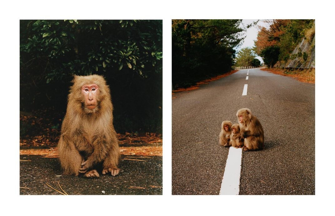 male macaque along Seiburindou road; macaques on the road