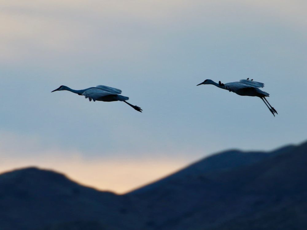 Two sandhill cranes fly by a hill range