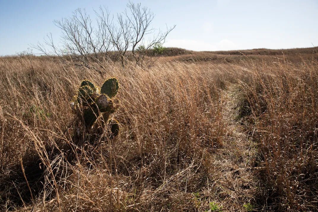 a field of dry tall dry grass