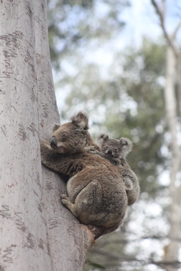 Koalas on North Stradbroke Island thumbnail