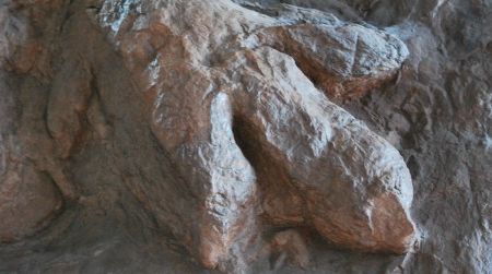 The track of an Early Jurassic theropod dinosaur at St. George, Utah's Dinosaur Discovery Site. This track is of the same general type and close of the age of the tracks recently found near Las Vegas.