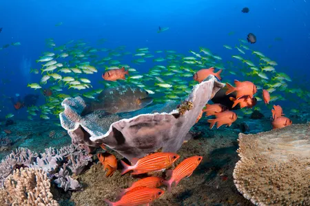 Coral reefs, like this one off the coast of South Africa, are rich both in hue and aquatic sounds.