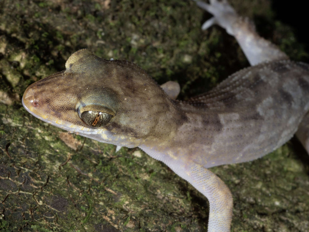 For the Love of Lizards: Meet One of the Smithsonian's Lizard Experts, Smithsonian Voices