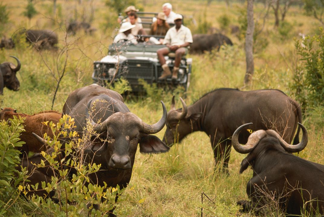 Cape buffalo