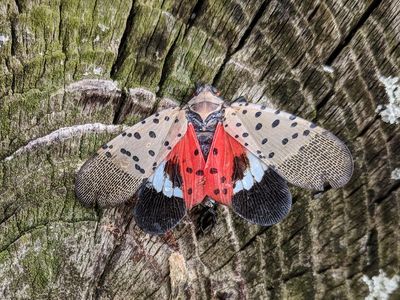 If you see this bug, officials want you to kill it. The spotted lanternfly is an invasive insect that can cause millions of dollars in damage to crops and forests. 