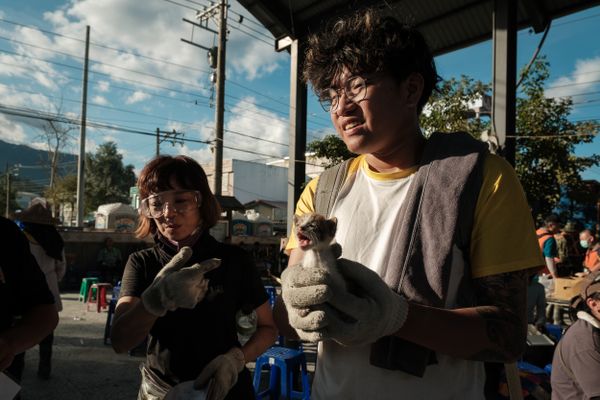 Volunteers in Guangfu find a kitten in the rubble. thumbnail