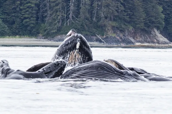 Synchronized Hunters: Humpback Whales thumbnail