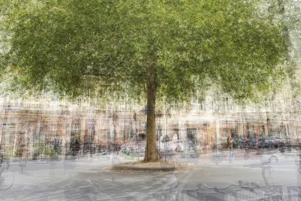 Vue d’un platane de 160cm de circonférence à Paris en multi exposition. thumbnail