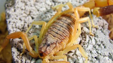 The deathstalker scorpion, a Middle East native shown here in captivity, kills several people each year and occasionally hammers its stinger into the hands of hobbyist collectors.
