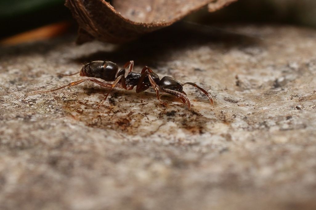 Ant crawling across surface