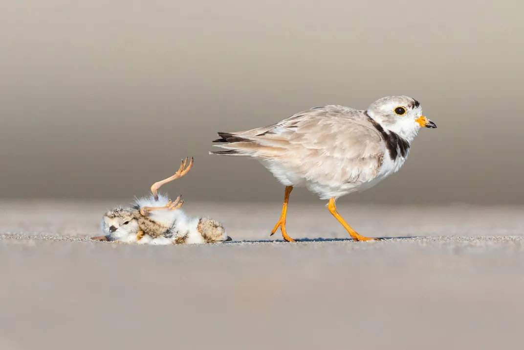 A Piping Plover leaves its baby