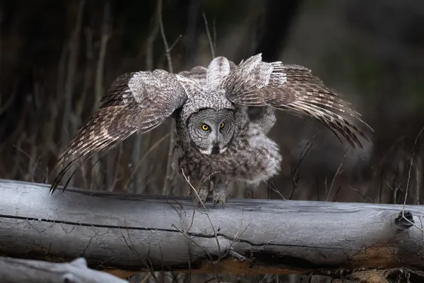 Dirty Dancing thumbnail