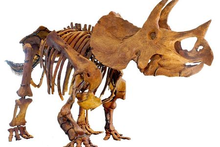 Triceratops skeleton