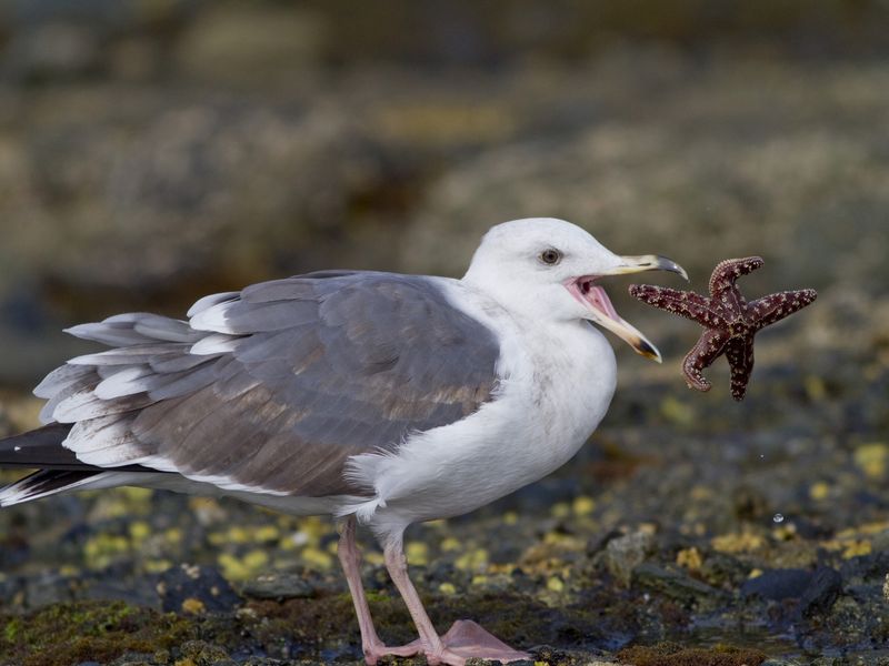 Gull Eating Starfish | Smithsonian Photo Contest | Smithsonian Magazine