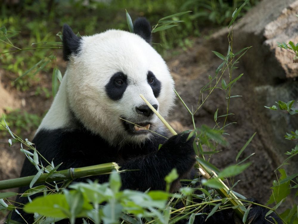 sleeping baby panda