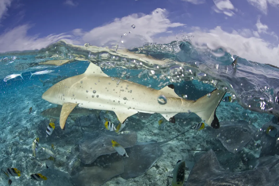 a blacktip reef shark swims in clear water