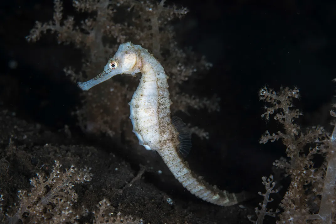 Translucent sea horse in water