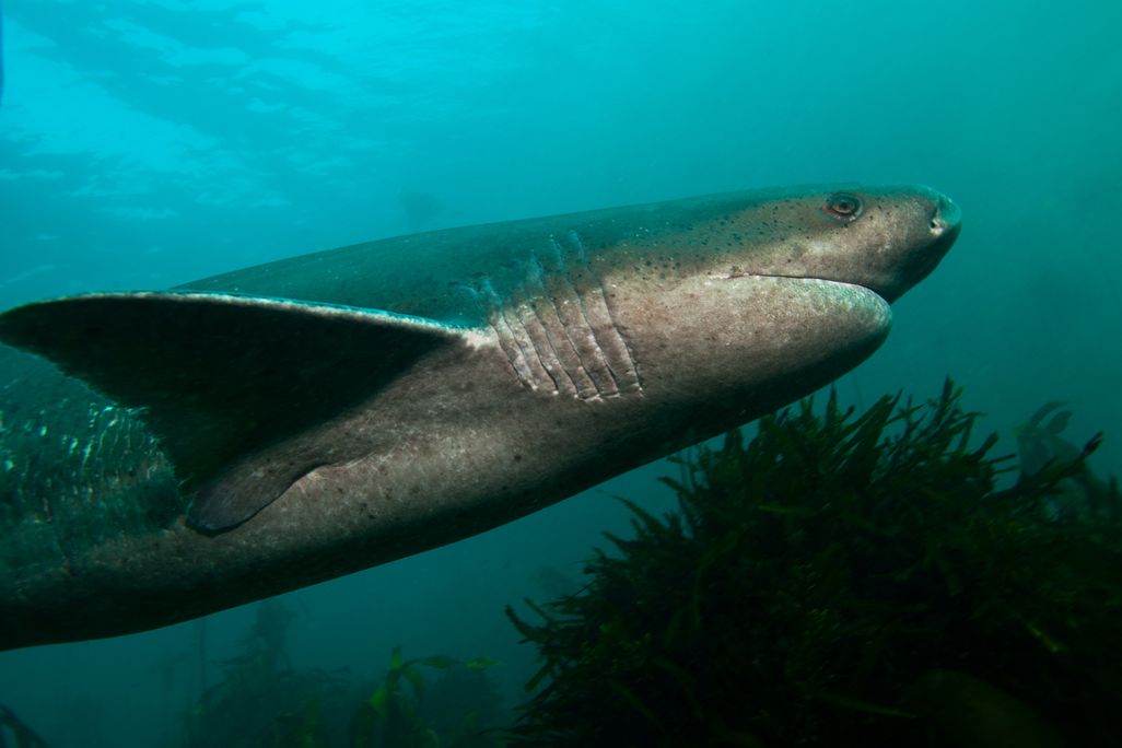 underwater shot of a shark