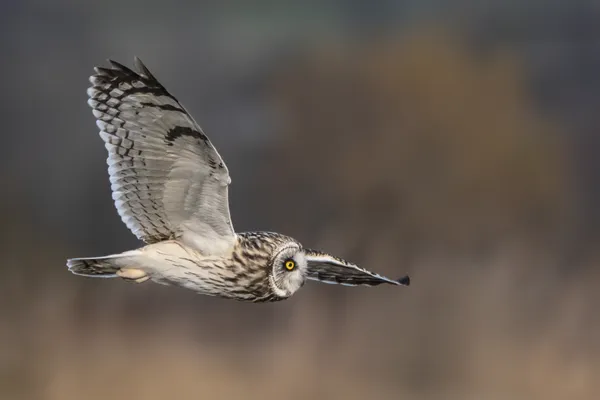 Short Eared Owl in Flight thumbnail