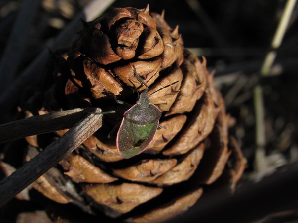Gorse Shield Bug on a pine cone thumbnail