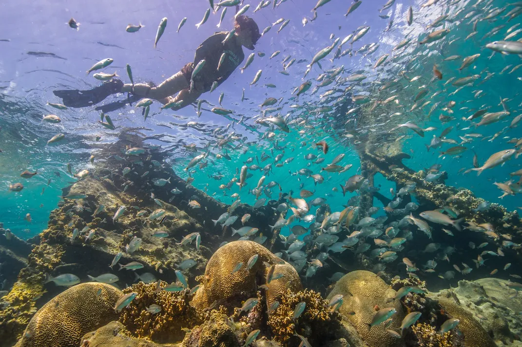 Person swimming with a school of fish underwater