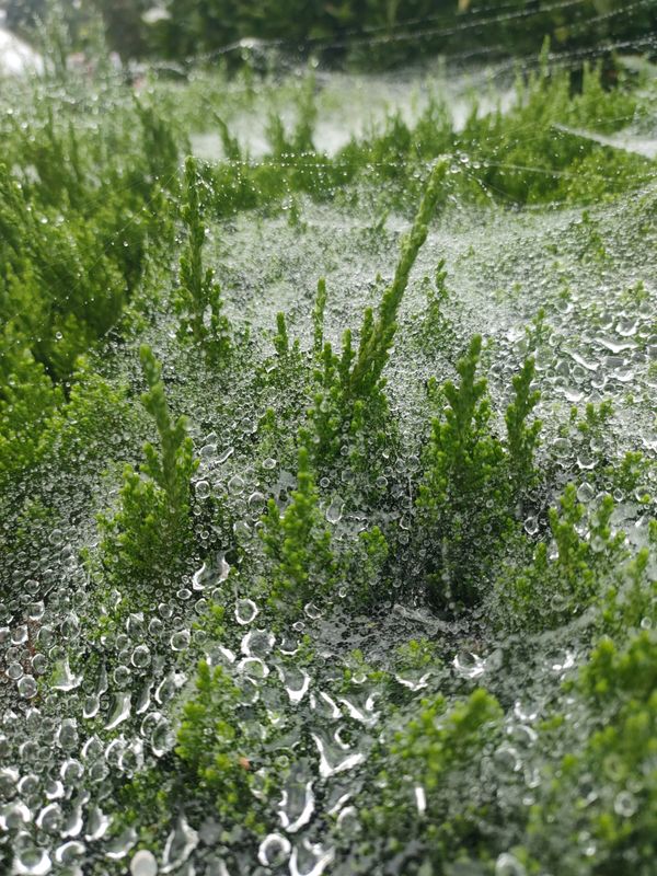 Galaxy upon a Spiderweb thumbnail